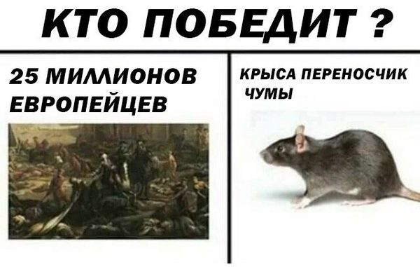 Уничтожение крыс в Волгограде, цены, стоимость, методы