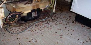 Поморить тараканов в квартире в Волгограде, цены