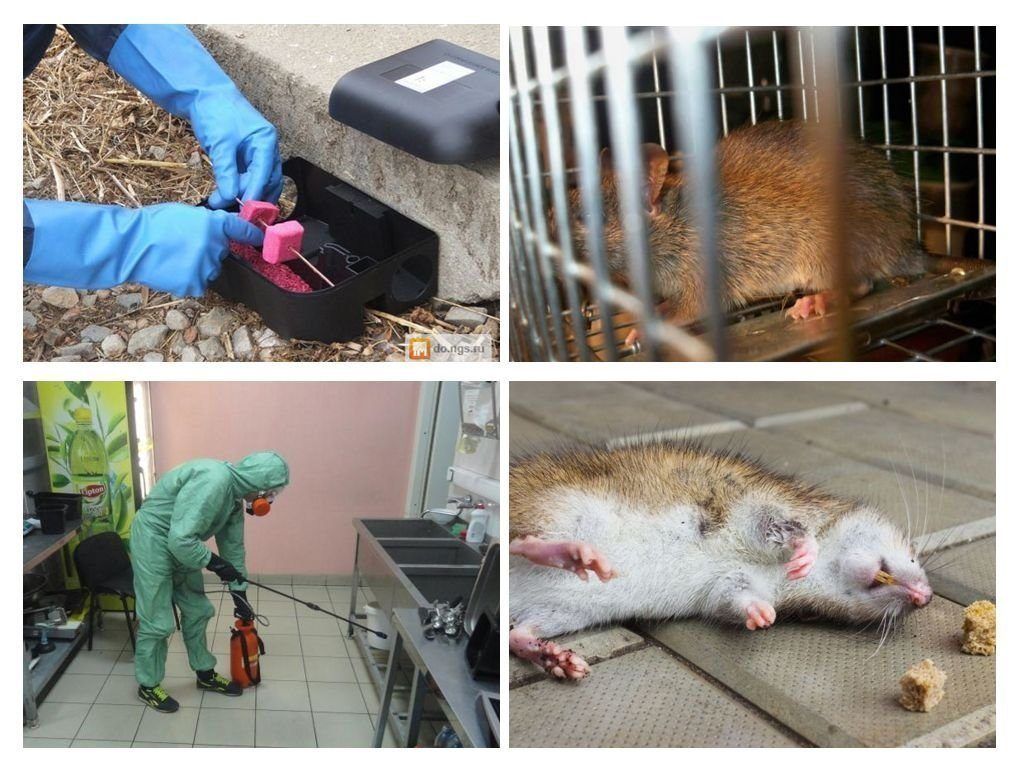 Дератизация от грызунов от крыс и мышей в Волгограде