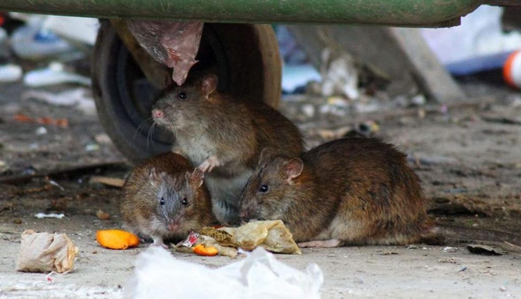 Травить грызунов крыс и мышей в Волгограде