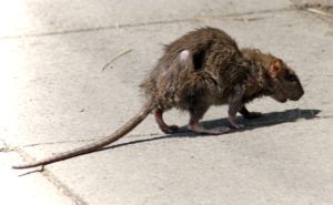Фирма по уничтожению грызунов, крыс и мышей в Волгограде