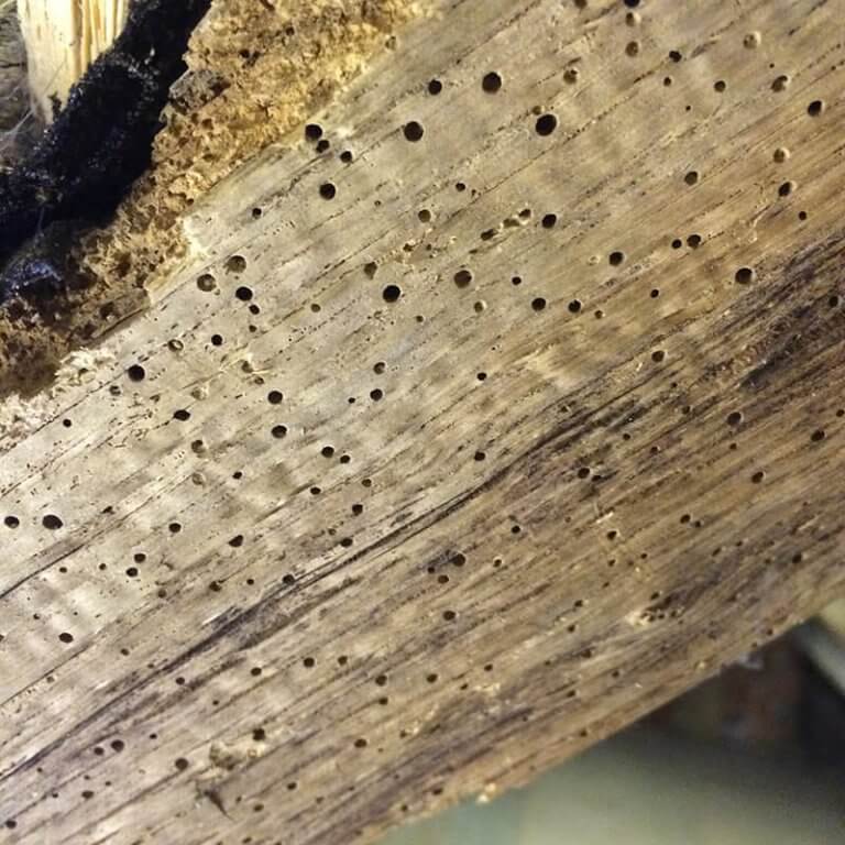 Жук древоточец как избавиться в деревянном доме