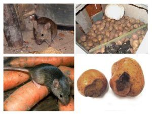 Служба по уничтожению грызунов, крыс и мышей в Волгограде