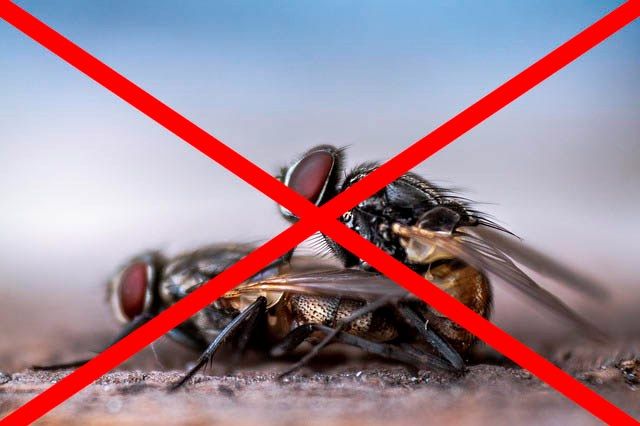 Профессиональное уничтожение мух в Волгограде с гарантией