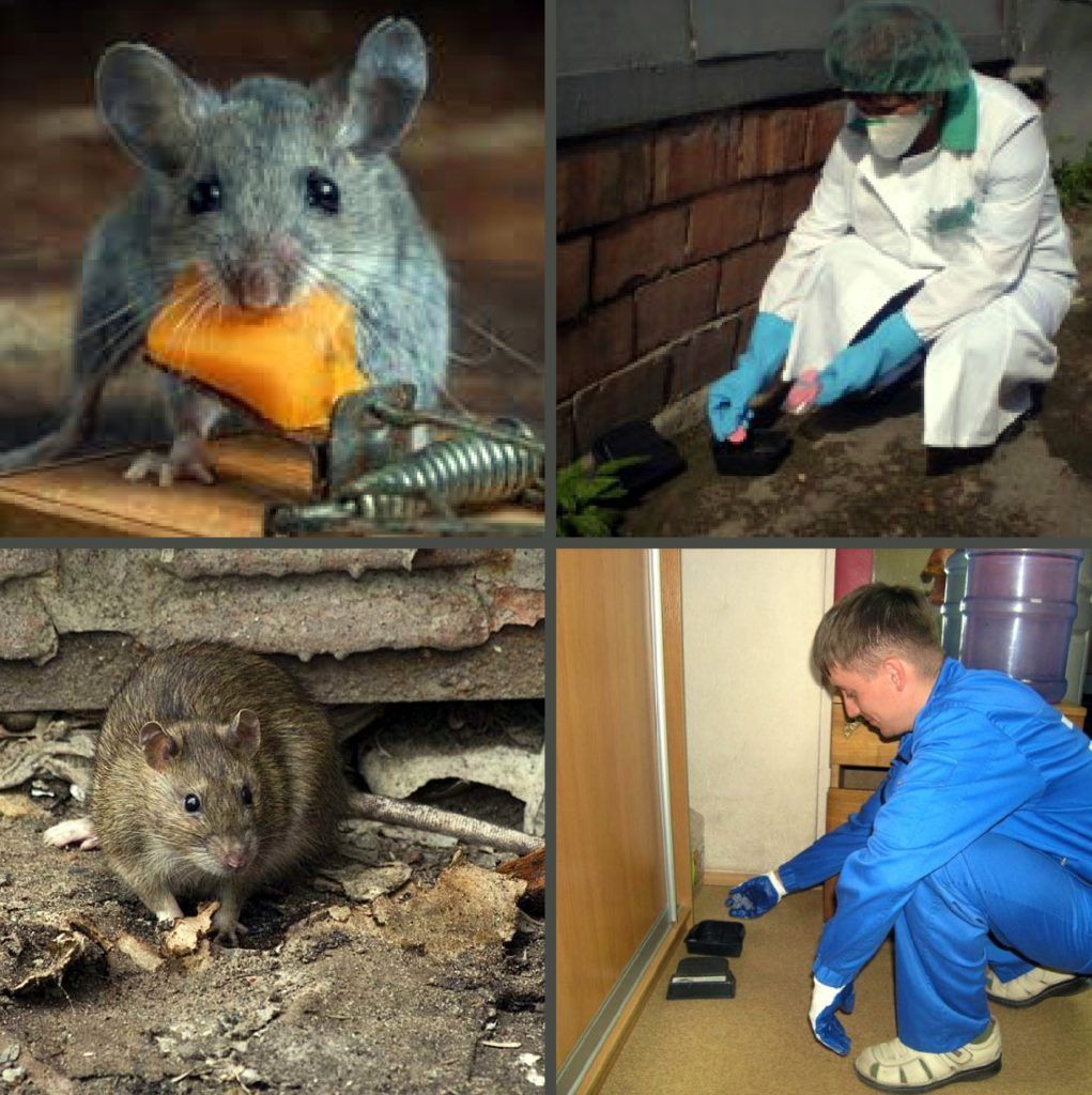 Дезинфекция от грызунов, крыс и мышей в Волгограде