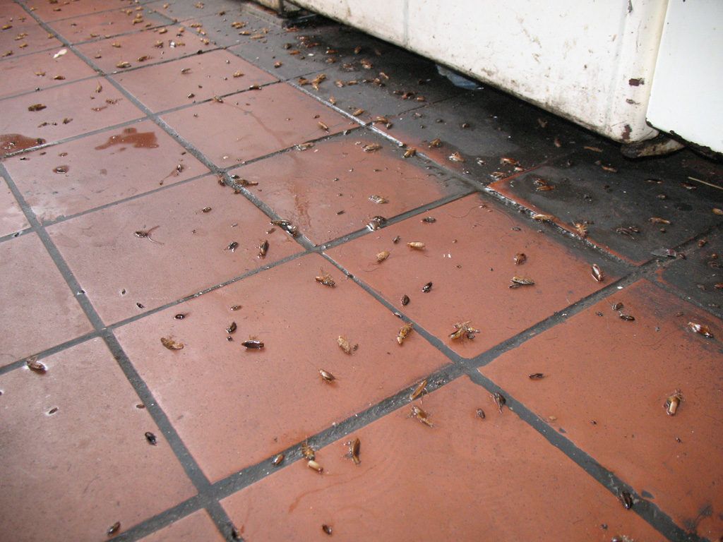 Уничтожение тараканов в квартире в Волгограде 