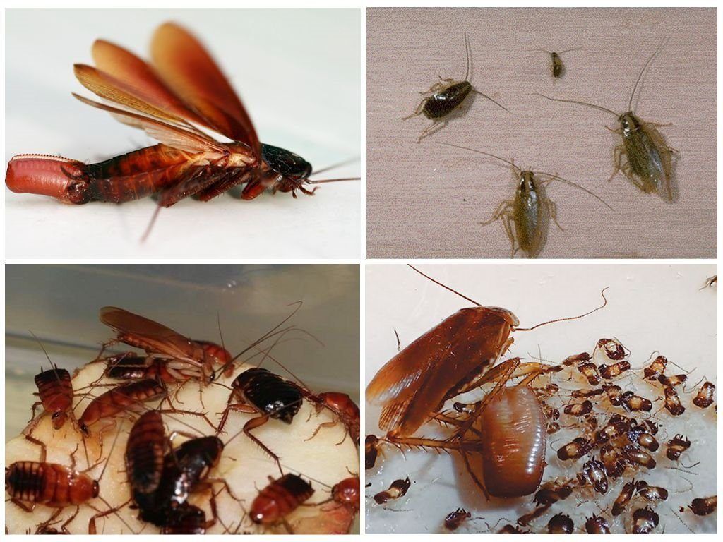Уничтожение тараканов в квартире в Волгограде 