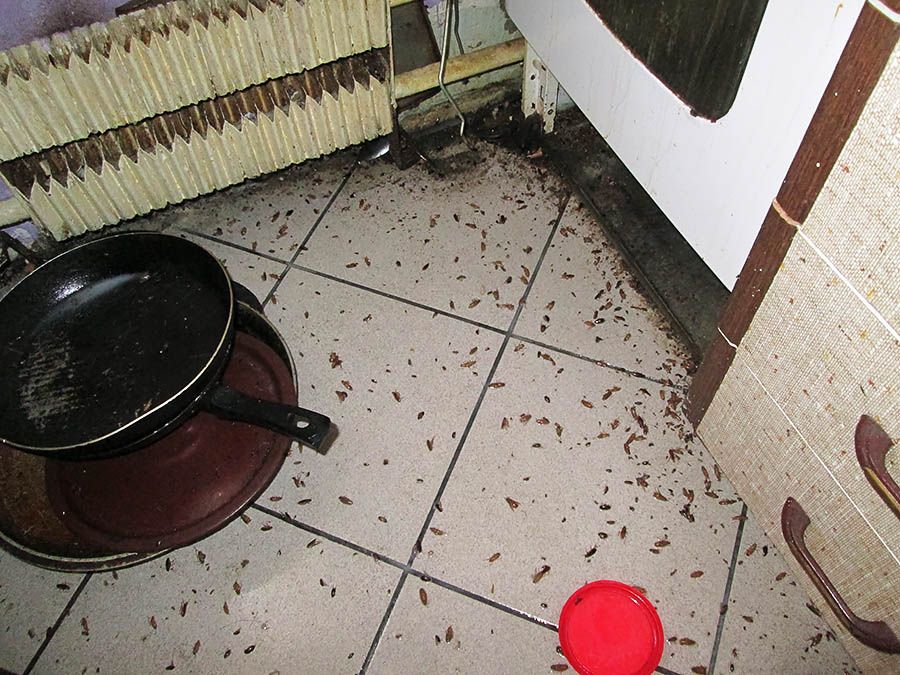 Санэпидемстанция от тараканов в Волгограде, вызвать, цены